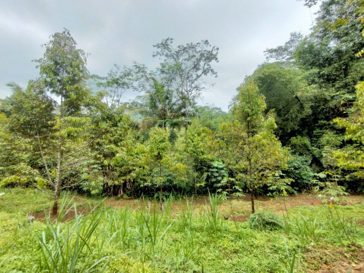 kebun durian kalikseur purwokerto